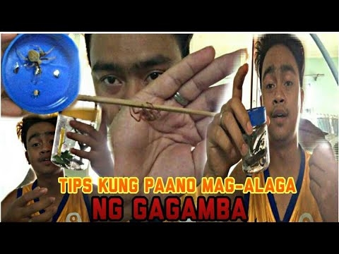 Paano mag-aalaga at kung anong uri ng diskarte sa pangangalaga ng damuhan ng damo na ilalapat?