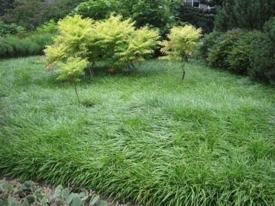 Како да растеме трева од тревник без плевел?