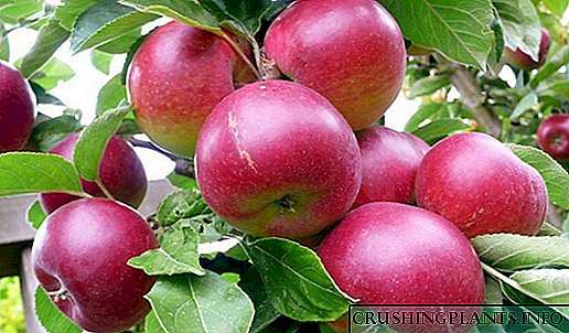 درمیانی لین کیلئے سیب کے درخت کی 10 اقسام ہیں۔