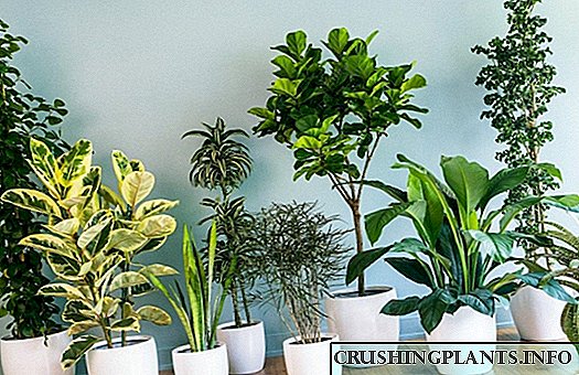 10 gewildste binnenshuise plante