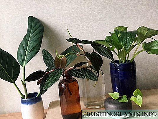 10 sobnih biljaka koje se lako dobijaju od reznica