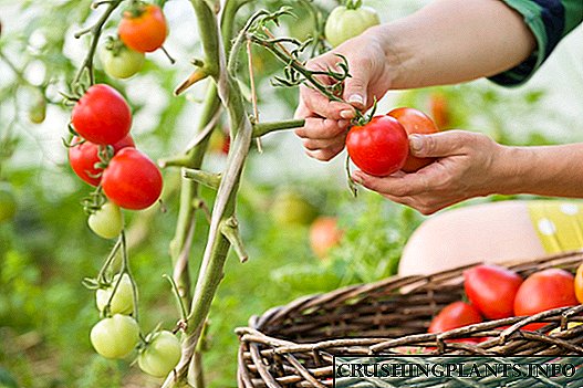 X est maxime momenti pro tips crescit tomatoes