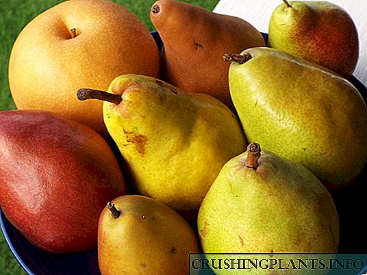 15 mellores variedades de pera para o carril medio