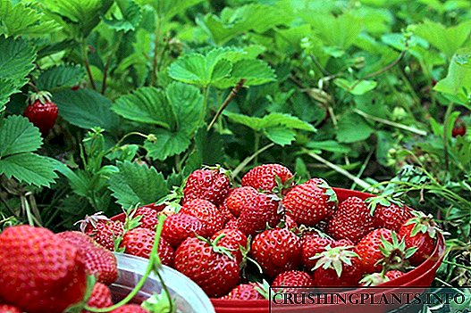 5 Schrëtt zu enger räicher Ernte vu wilde Erdbeeren