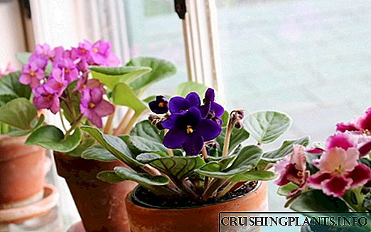 5 houseplants ngembang paling apik kanggo jendela lor
