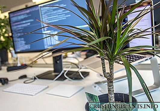 5 najboljih biljaka za vaš ured