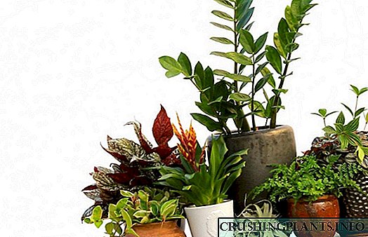 5 plantas domésticas máis rigorosas