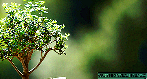 VI plantae optimus pro bonsai