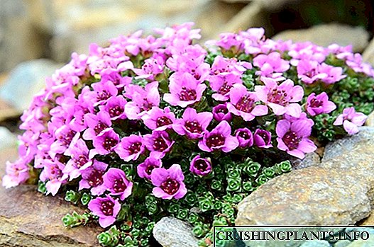 7 најдобри растенија за прикривање на карпи во градина