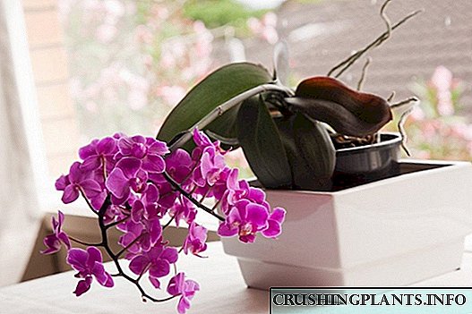 Atụmatụ nlekọta nke orchid bidoro maka ndị mbido
