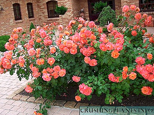 VII uarietates flore rosae hortum optimi ignis