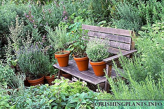 7 лековити растенија за вашата градина