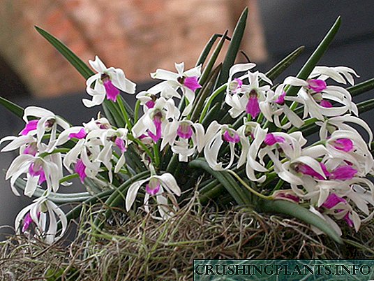 7 najoriginalnijih unutarnjih orhideja