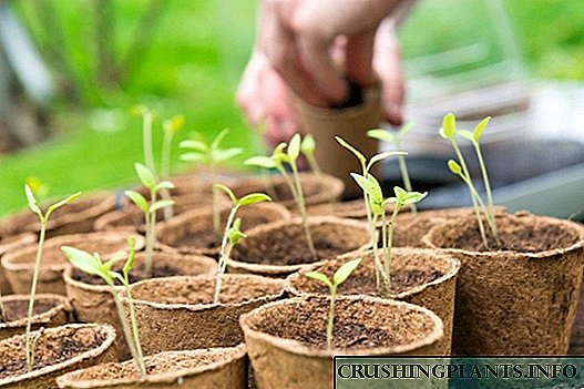 Seedlings ਦੁਆਰਾ ਵਧ 8 ਮਹੱਤਵਪੂਰਨ ਸਬਜ਼ੀਆਂ