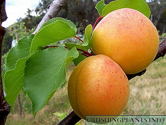 Apricot - litholoana tsa letsatsi