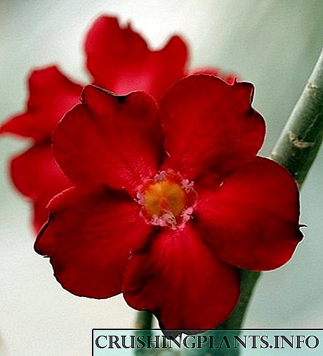 Ադենիում - անապատի վարդ