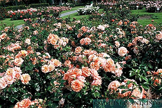 ADR marka - garancija kvaliteta ruže