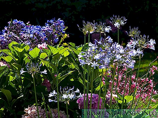 Агапантус - цвет на убовта