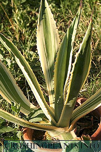 Agave - home exotic