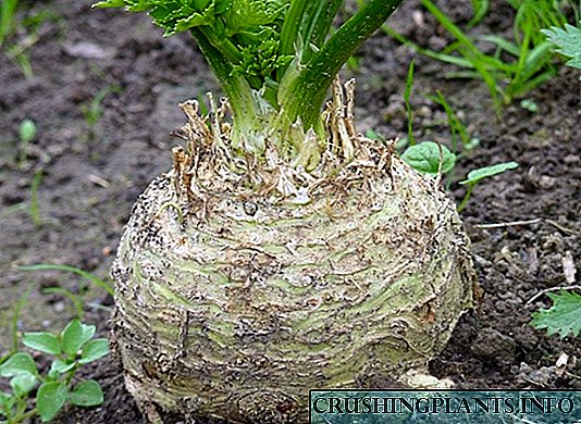 Agrotechnics Root Celery