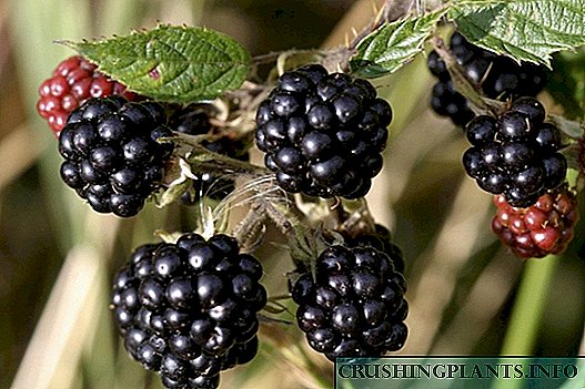 Agrotechnics loj hlob vaj blackberries