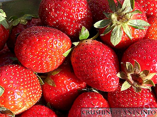 Agrikultura Strawberry Lumalagong