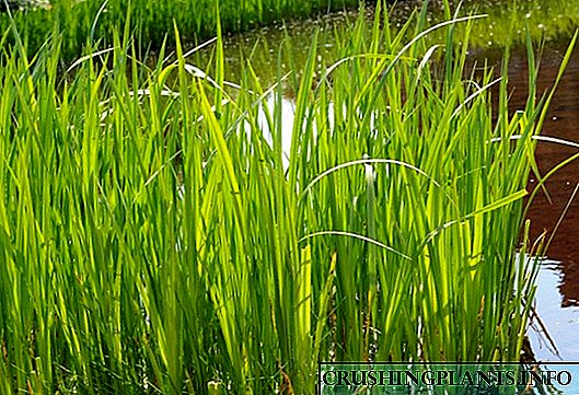 Calamus marsh, yoki calamus vulgaris