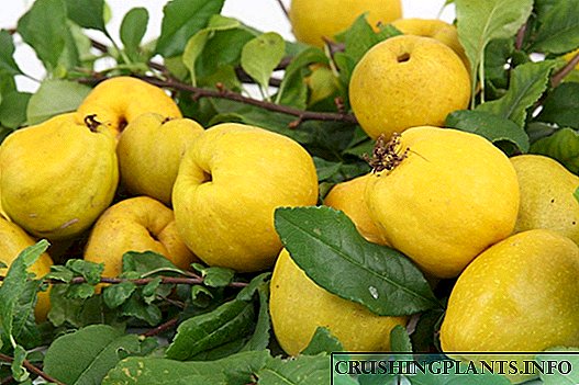 Japanese quince, o Henomeles: lumalaki, nagtatanim at nangangalaga