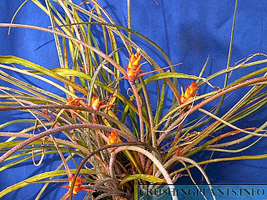 Akantostakhis - yon modest epiphyte bromeliad