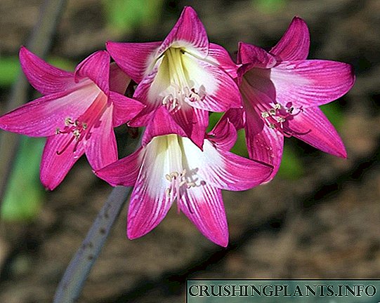 Amellllis belladonna