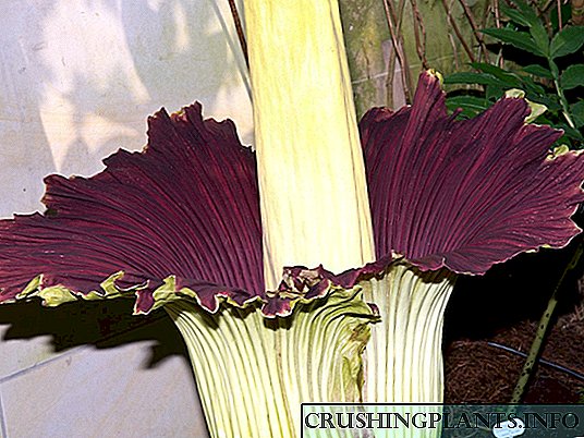 Amorphophallus, au Voodoo Lily