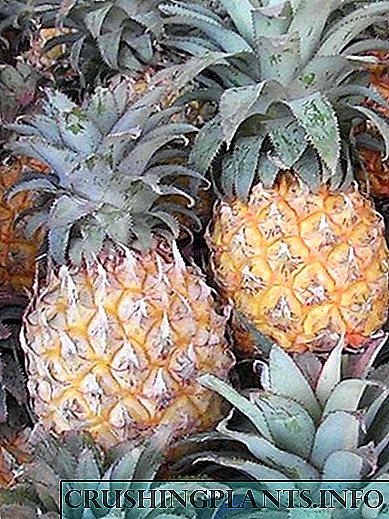 Pineapple Welcome to tropîkan