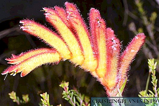 Anigosanthos, of Kangaroo-voet