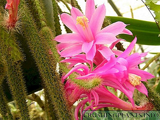 Aporocactus - "buntut tikus" karo kembang mewah