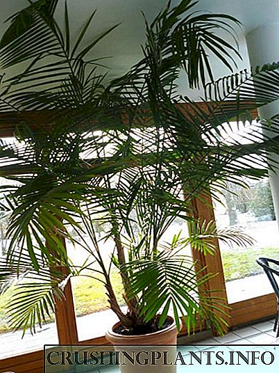 Acai, of Eutherpa groente - kool palm