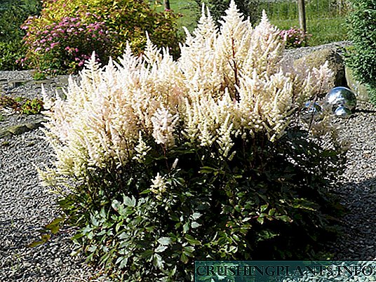 Artemisia - delicatis praetulissem luceat