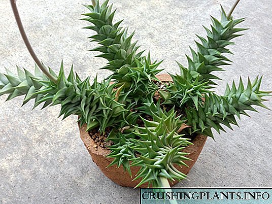 Astroloba, eða Apicra - framandi succulent