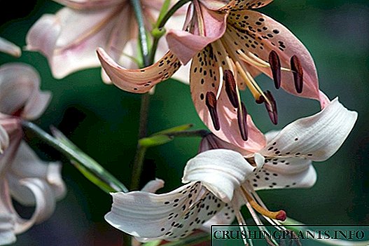 Asiatic Lily Hybrids