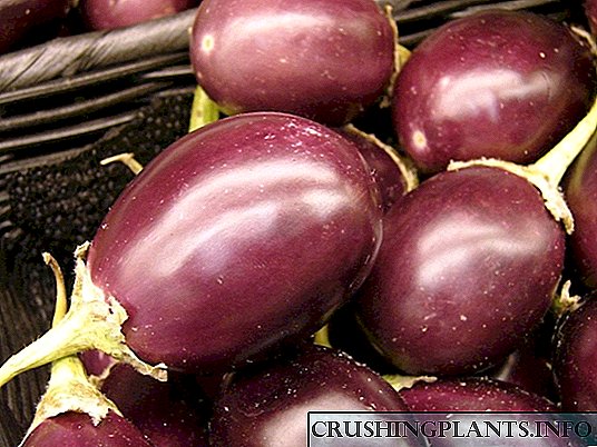 Eggplant - ar gyfer twf