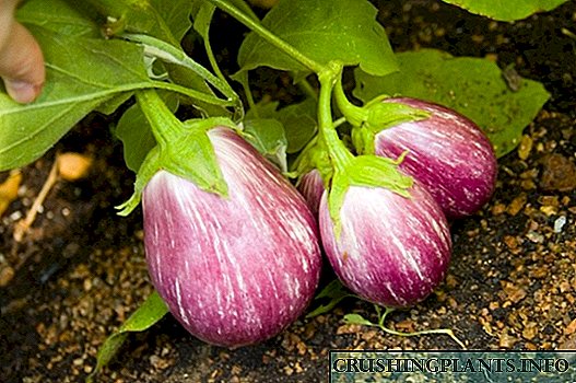 Eggplant - fatu o le fatu