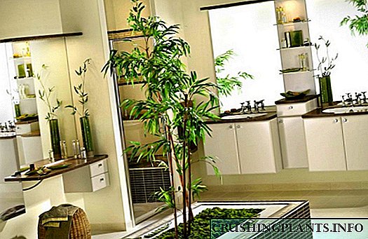 Бамбус, или парче тропски предели во вашиот дом
