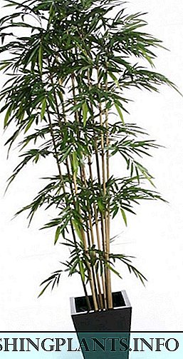 Үйде бамбук