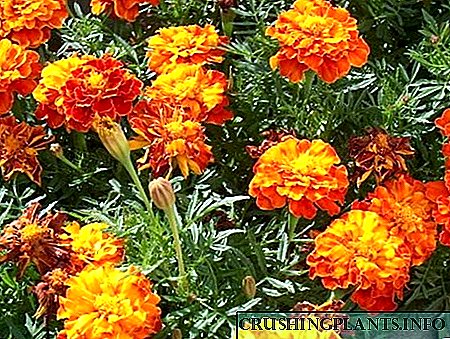 Marigolds, ose një mrekulli e tmerrshme në kopshtin tuaj
