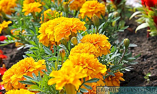 Marigolds in die ontwerp van die tuin