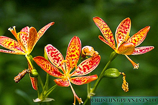 Belamkanda xitoycha - leopard lily