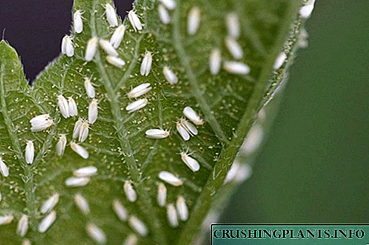 Whitefly ma le Pest Control