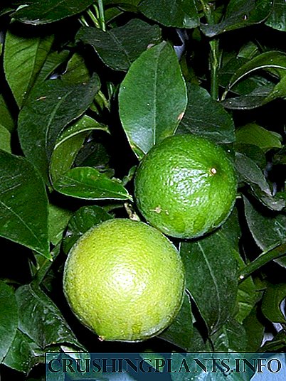 Bergamot - Citrus osasuntsua
