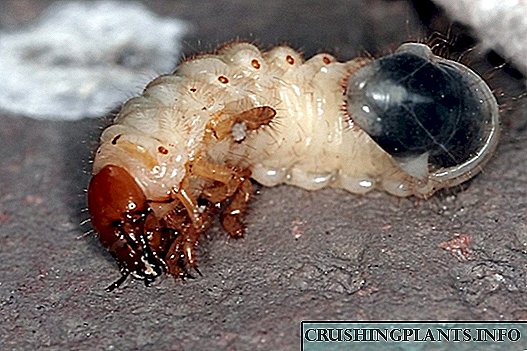 Na-alụ ọgụ Maybug Larvae