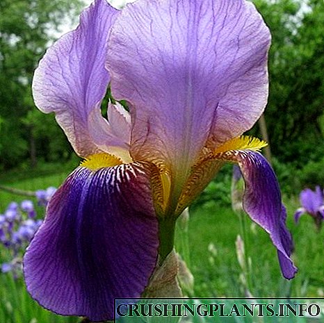 Сакалдуу Irises - жаркыраган удары