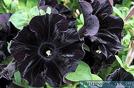 نباتیات کے ماہرین نے طرح طرح کے سیاہ پھول پالے۔